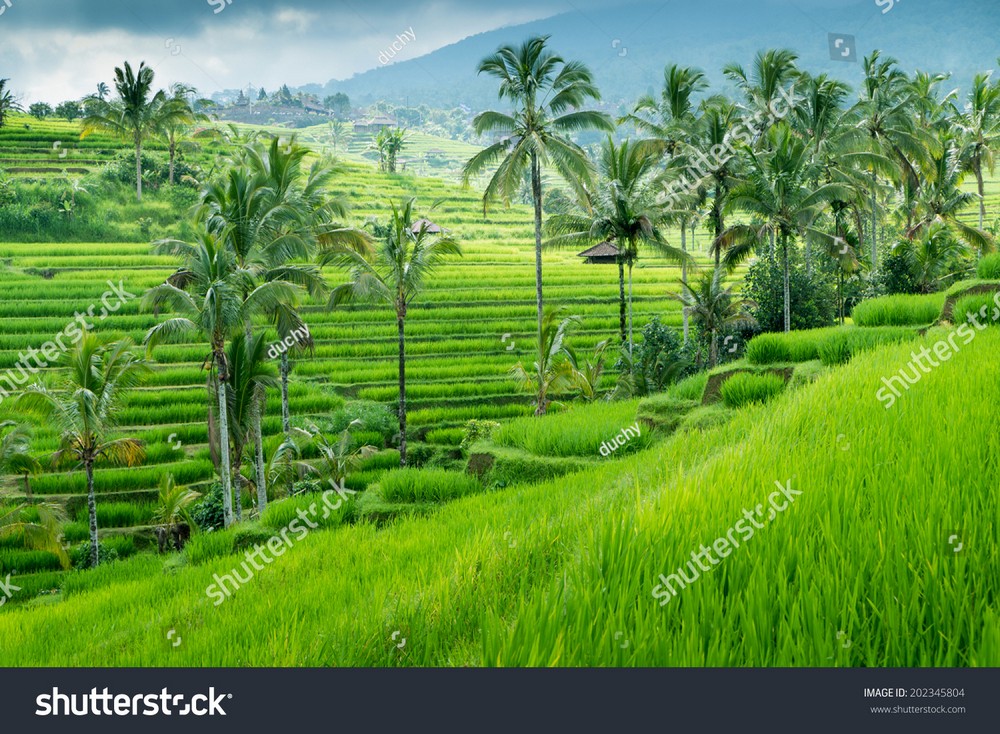 Ruộng bậc thang Tây Bắc MRBT-013